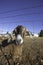 Nubian goats pokes through the fence.