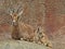 Nubian Ibex