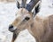 Nubian ibex (Capra Nubiana). Ramon Crater. Negev desert. Israel