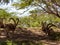 Nubian  ibex - Capra Nubiana - resting in the shade of trees in an oasis in the Judean Desert in southern Israel