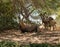 Nubian  ibex - Capra Nubiana - resting in the shade of trees in an oasis in the Judean Desert in southern Israel