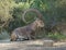 Nubian ibex Capra nubiana sinaitica with huge horns lies in shade of plants in Sde Boker. Negev desert of southern Israel