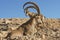 Nubian ibex Capra nubiana sinaitica with huge horns in Sde Boker. Negev desert of southern Israel