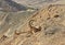 Nubian ibex Capra nubiana sinaitica lies in hill in Sde Boker. Negev desert of southern Israel. Hot Summer