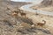 Nubian ibex Capra nubiana sinaitica near road to Sde Boker. Negev desert of southern Israel