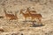 Nubian ibex Capra nubiana sinaitica in Sde Boker. Herd among sands. Negev desert of southern Israel