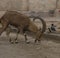 The Nubian ibex (Capra nubiana) where live in negva desert