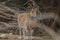 The Nubian ibex (Capra nubiana) where live in negva desert