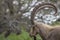 The Nubian ibex (Capra nubiana) where live in negva desert