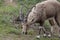 The Nubian ibex (Capra nubiana) where live in negva desert