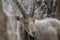 The Nubian ibex (Capra nubiana) where live in negva desert