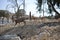 Nubian Ibex crossing street in Mitzpe Ramon, Negev desert, Israel