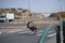 Nubian Ibex crossing street in Mitzpe Ramon, Negev desert, Israel