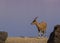 Nubian ibex on the Dead Sea shore, Israel