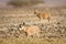 Nubian Ibex goat