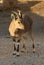 Nubian Ibex Goat Ramon Crater in Israel
