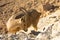 Nubian Ibex Goat Ramon Crater in Israel