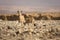 Nubian Ibex goat with young