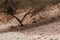 Nubian Ibex goats foraging near  Acacia tree