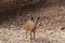Nubian Ibex goats foraging near  Acacia tree