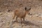 Nubian Ibex goats foraging near  Acacia tree