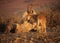 Nubian ibex in Israel