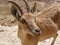 Nubian Ibex at Makhtesh Ramon (Crater)