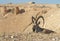 Nubian ibex, male Capra nubiana sinaitica in desert mountains. Negev desert of southern Israel