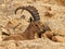 Nubian Ibex Ramon Crater, Negev Desert, Israel