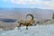 Nubian ibex on the rim of the crater Ramon.