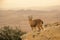 Nubian Ibex viewing the landscape of Makhtesh Ramon