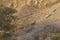 Nubian Ibex walks in Nahal Shani, Red Canyon near Eilat