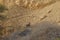 Nubian Ibex walks in Nahal Shani, Red Canyon near Eilat