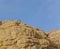 Nubian Ibex walks in Nahal Shani, Red Canyon near Eilat