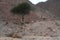 Nubian ibex wild goats group near Eilat, Israel