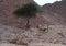 Nubian ibex wild goats group near Eilat, Israel