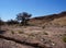 Nubian ibex wild goats near Eilat, South Israel