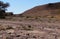 Nubian ibex wild goats near Eilat, South Israel