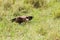 Nubian vulture in Serengeti National Park, Tanzania