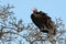 Nubian Vulture (Torgos Tracheliotos)