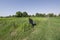 Nubian woman in traditional black dress walks though green fields