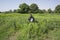 Nubian woman in traditional black dress wlaks though green fields