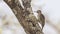 Nubian Woodpecker Pecking Tree Trunk