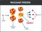 Nuclear fission process vector illustration