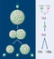 Nuclear Fission Of Uranium 235