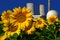 Nuclear power plant behind a sunflower field