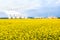 Nuclear power plant with cooling towers behind yellow rapeseed field