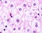 Nucleolus. Hepatocyte