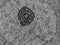 Nucleolus, TEM