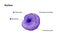 Nucleus: Eukaryotic cell\\\'s central organelle, enclosed by a double membrane, containing DNA in chromatin form, orchestrating